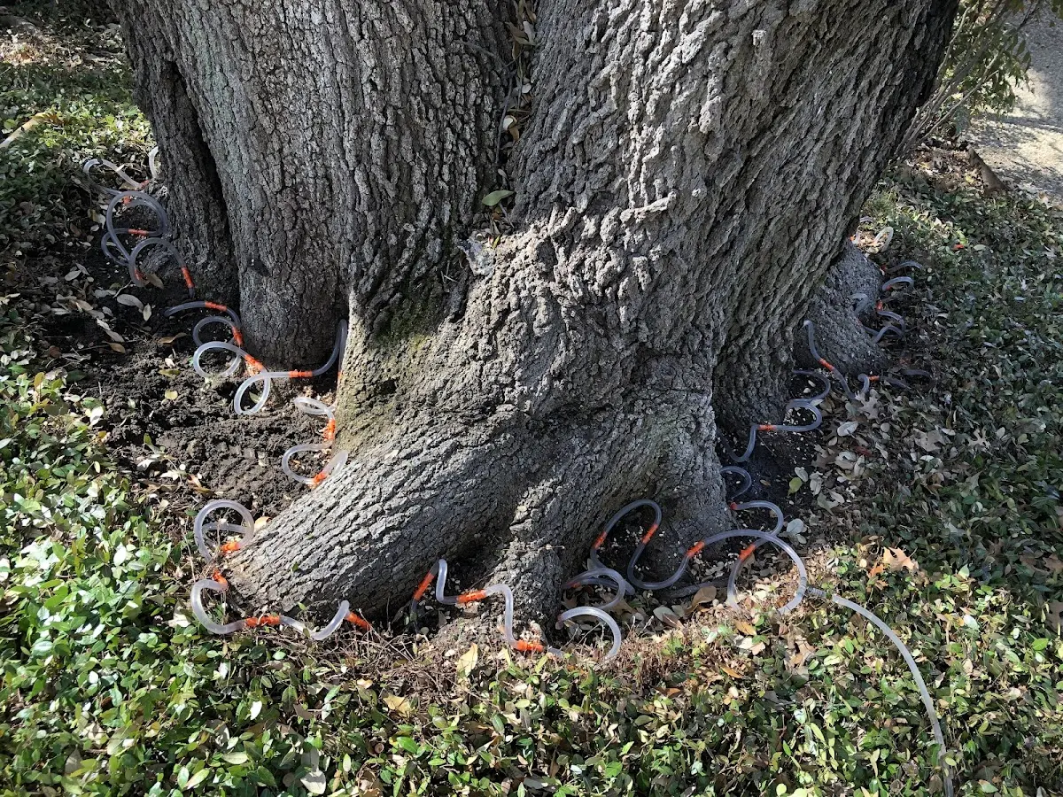 Detailed Tree Cabling and Bracing job site in Fulton