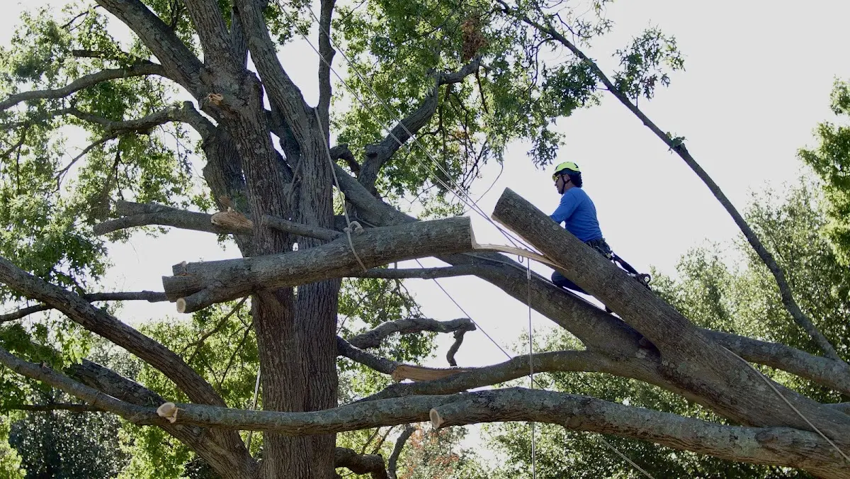 Professional Hazardous Tree Removal performed by certified arborists in Fulton